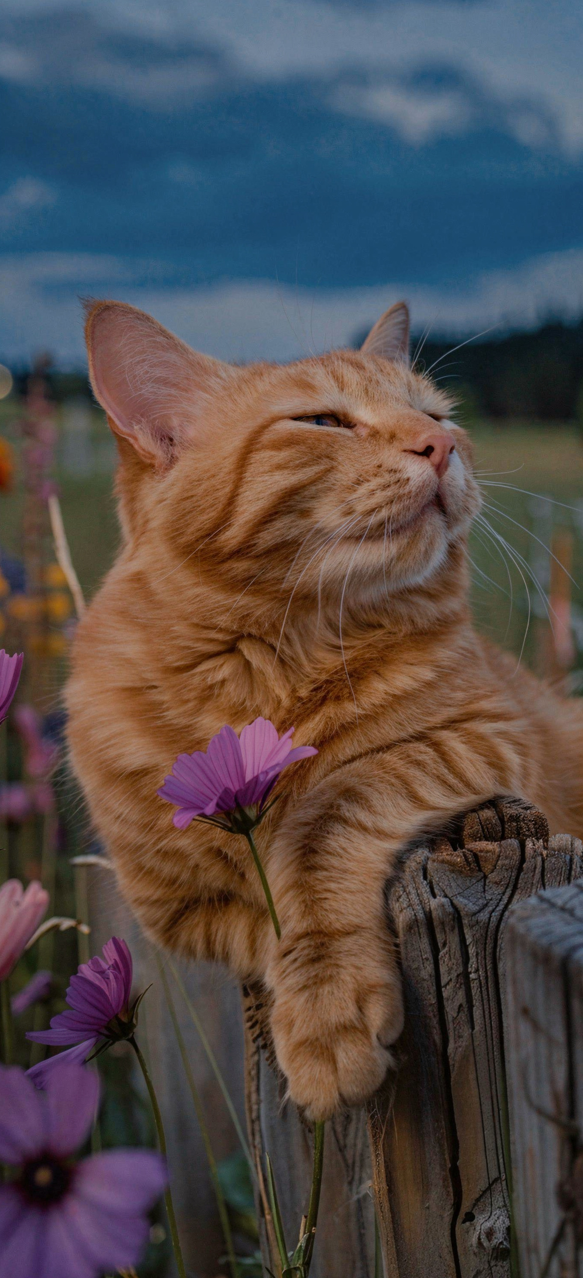 Ginger tabby cat on fence at blue hour dusk