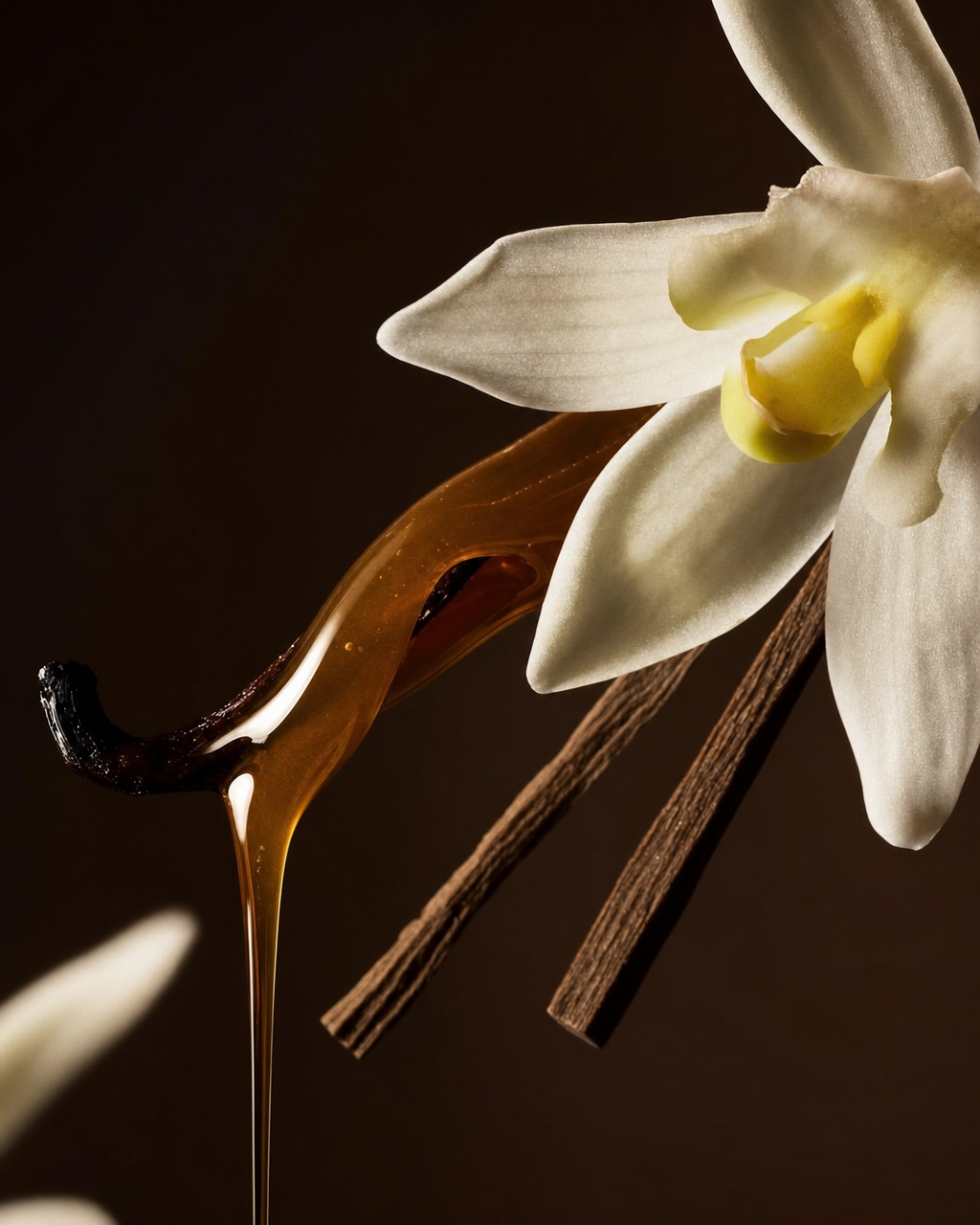White vanilla orchid with amber syrup drip